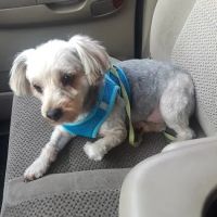 Westside Animal Clinic ico