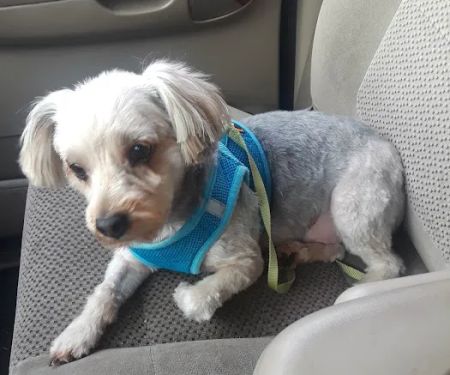 Westside Animal Clinic