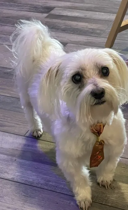 Westside Animal Clinic Picture 5