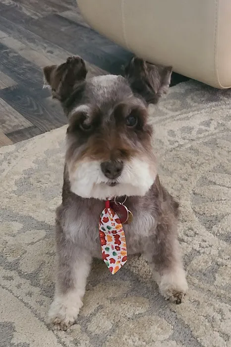 North Central Veterinary Services Picture 3