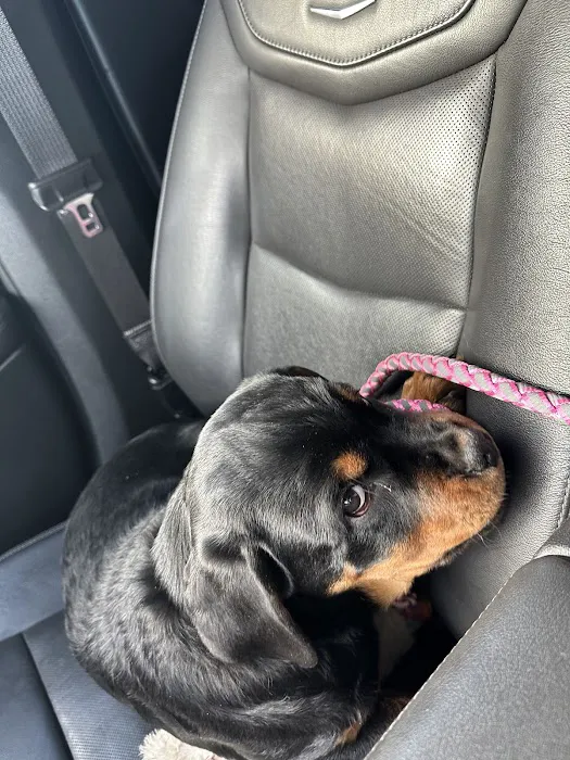 North Central Veterinary Services Picture 4