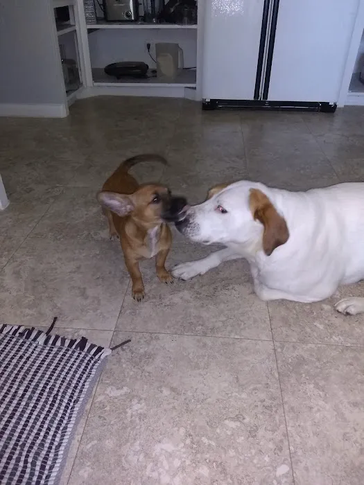 North Central Veterinary Services Picture 6