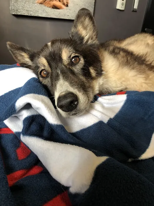 Gentle Care Animal Hospital Picture 1