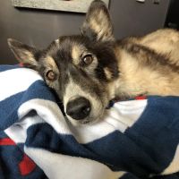 Gentle Care Animal Hospital ico