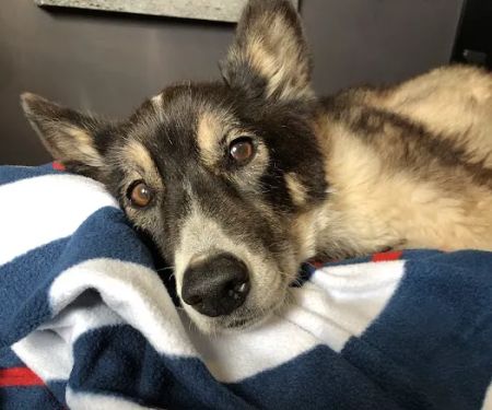 Gentle Care Animal Hospital