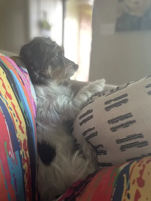 Gentle Care Animal Hospital Picture 3