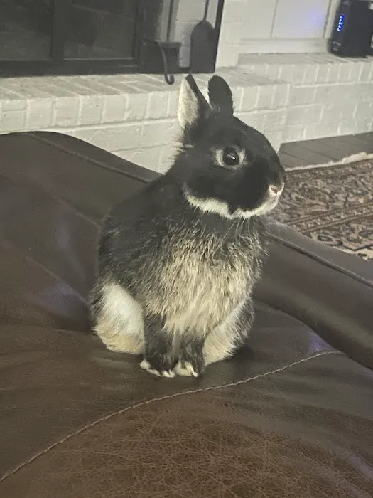 Gentle Care Animal Hospital Picture 5