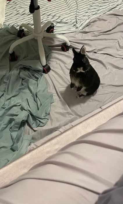 Gentle Care Animal Hospital Picture 6