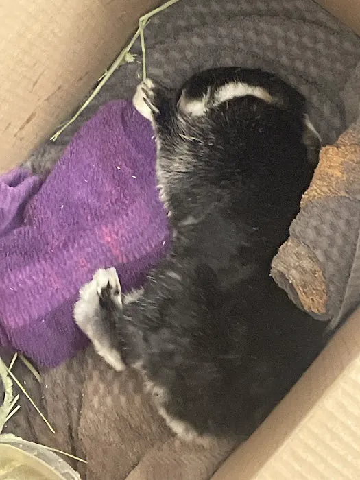 Gentle Care Animal Hospital Picture 7