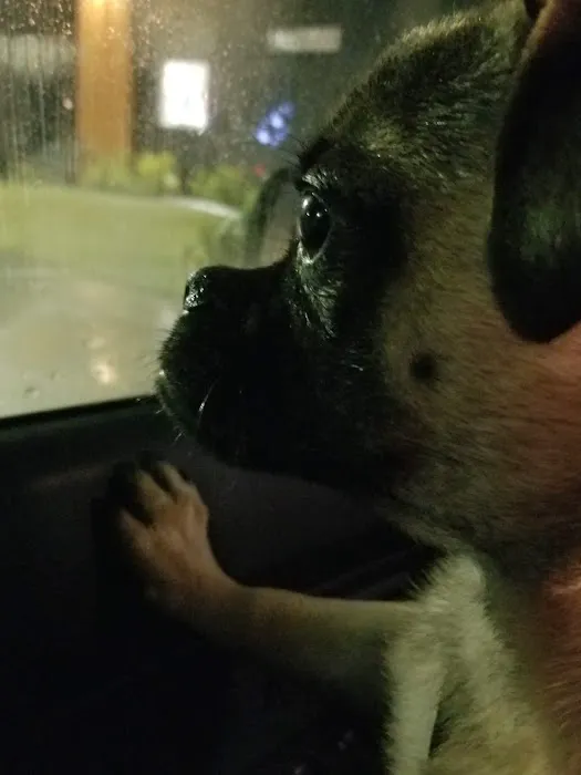 Gentle Care Animal Hospital Picture 10