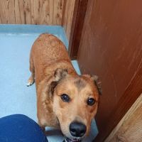 Family Pet Hospital ico