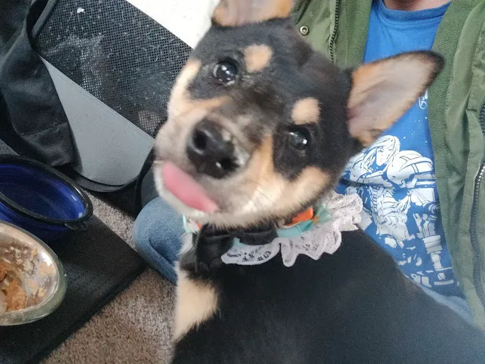 Family Pet Hospital Picture 2