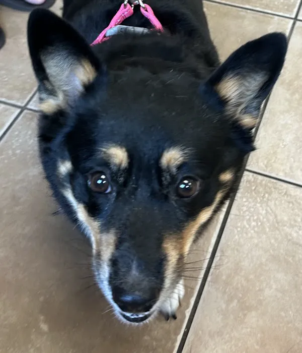 Family Pet Hospital Picture 5