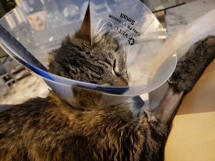 Family Pet Hospital Picture 8