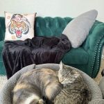 Livewell Animal Hospital of Edmond