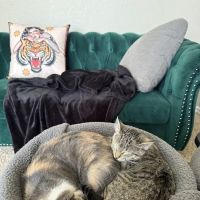 Livewell Animal Hospital of Edmond ico