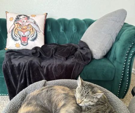 Livewell Animal Hospital of Edmond