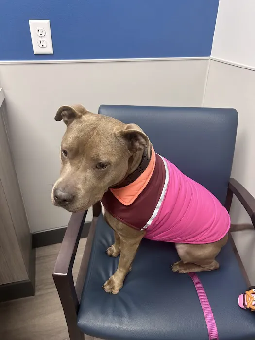 Livewell Animal Hospital of Edmond Picture 3