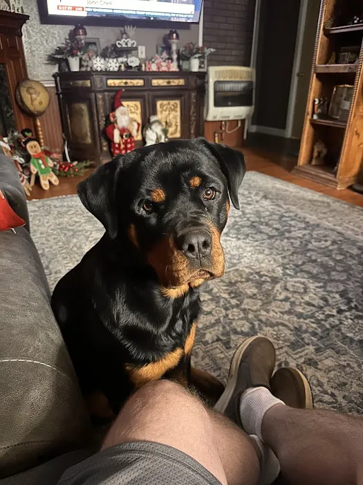 BluePearl Pet Hospital Picture 1