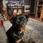 BluePearl Pet Hospital