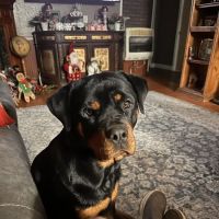 BluePearl Pet Hospital ico