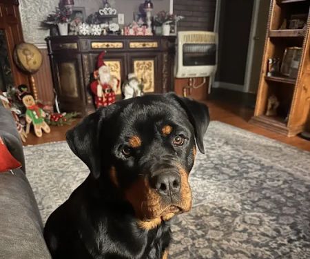 BluePearl Pet Hospital