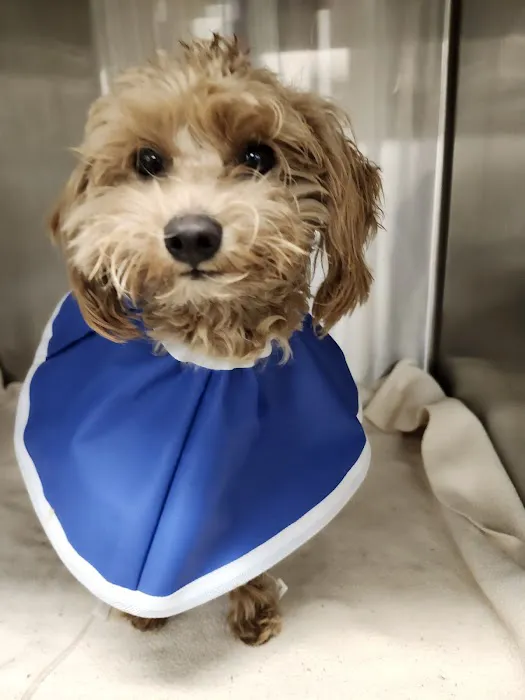 BluePearl Pet Hospital Picture 2