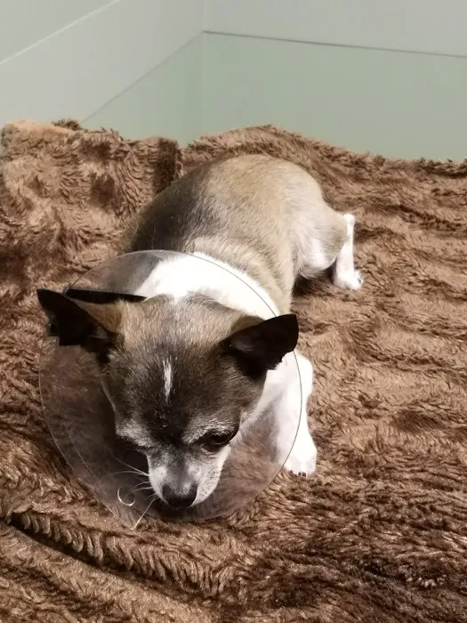 BluePearl Pet Hospital Picture 6