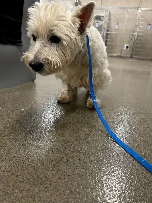 BluePearl Pet Hospital Picture 5