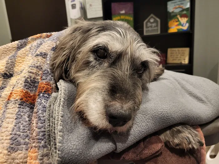 BluePearl Pet Hospital Picture 8