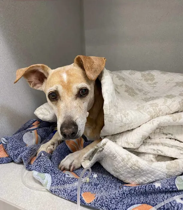 BluePearl Pet Hospital Picture 9