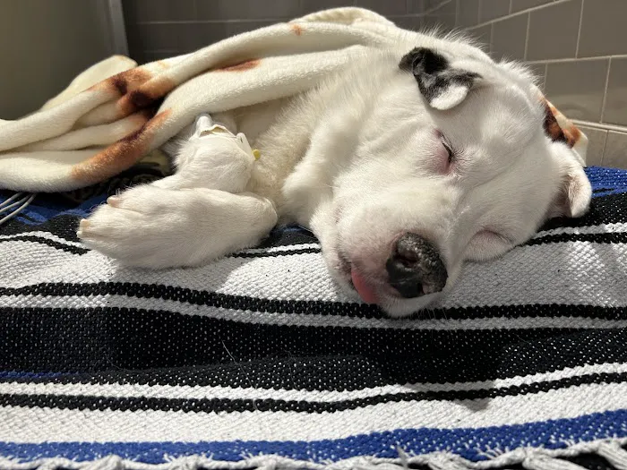 Veterinary Emergency Group Picture 3