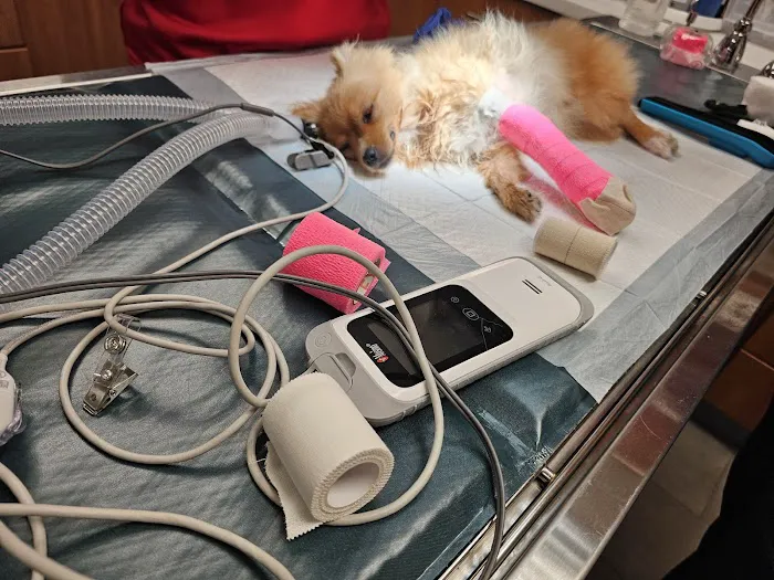 Veterinary Emergency Group Picture 6