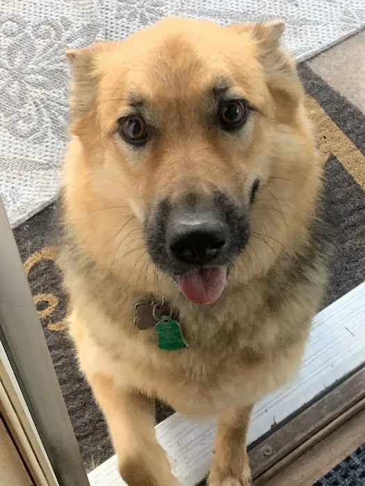 Vetco Vaccination Clinic Picture 1