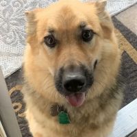 Vetco Vaccination Clinic ico