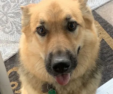 Vetco Vaccination Clinic