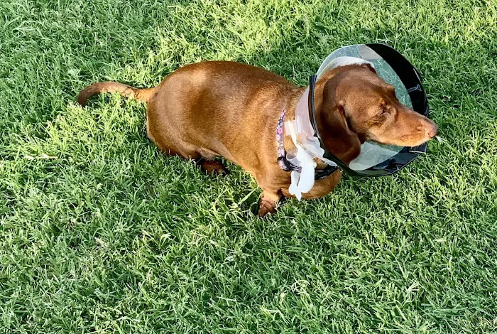 CityVet | Edmond Veterinary Clinic & Urgent Care Picture 1