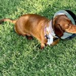 CityVet | Edmond Veterinary Clinic & Urgent Care