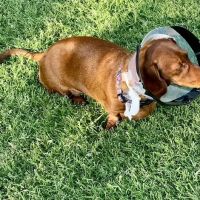 CityVet | Edmond Veterinary Clinic & Urgent Care ico