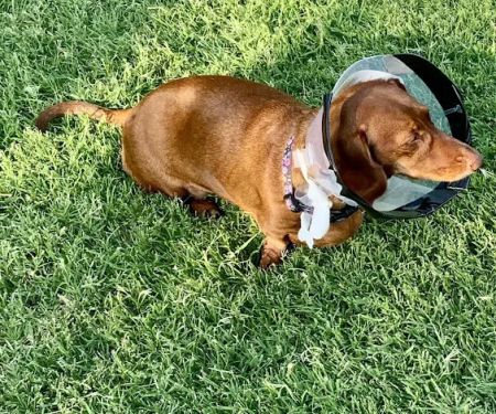 CityVet | Edmond Veterinary Clinic & Urgent Care