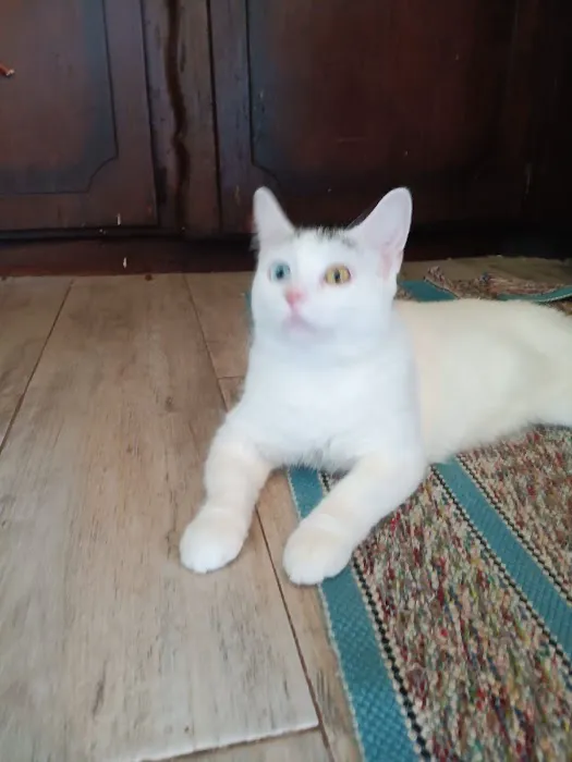 CityVet | Edmond Veterinary Clinic & Urgent Care Picture 2