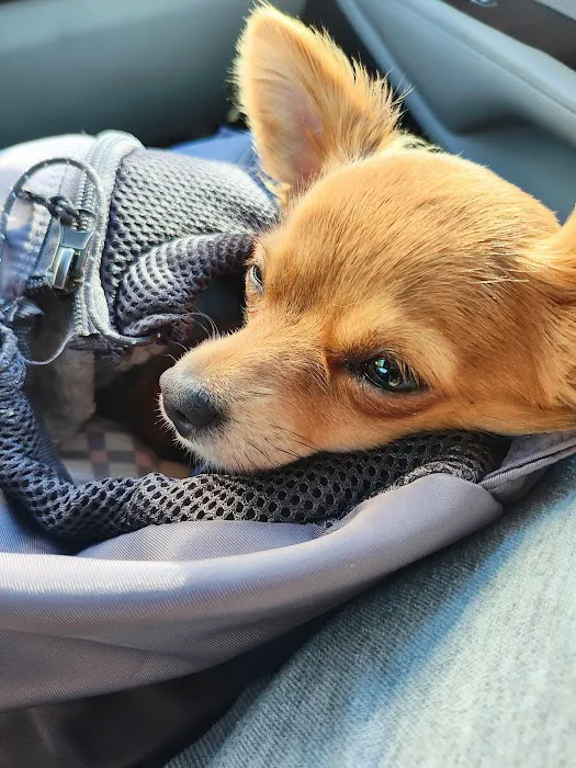 CityVet | Edmond Veterinary Clinic & Urgent Care Picture 6