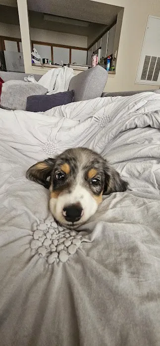 CityVet | Edmond Veterinary Clinic & Urgent Care Picture 4