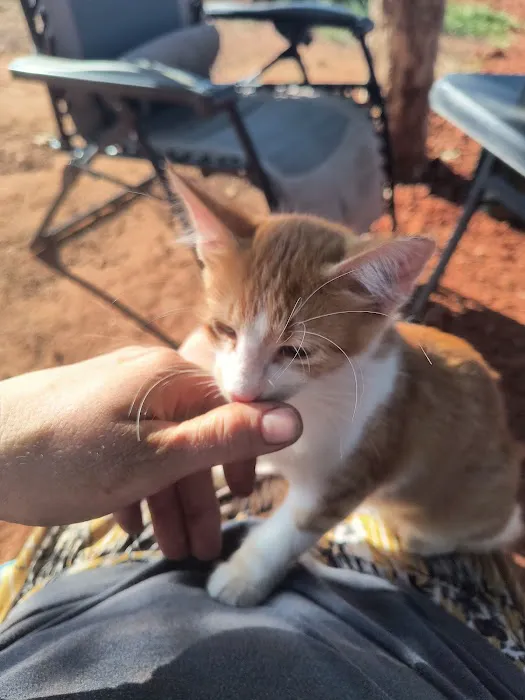 CityVet | Edmond Veterinary Clinic & Urgent Care Picture 3