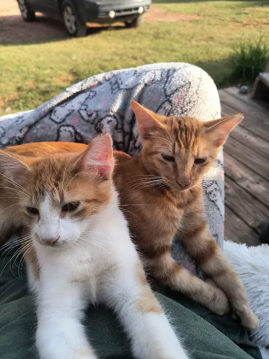 CityVet | Edmond Veterinary Clinic & Urgent Care Picture 7