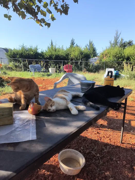 CityVet | Edmond Veterinary Clinic & Urgent Care Picture 8