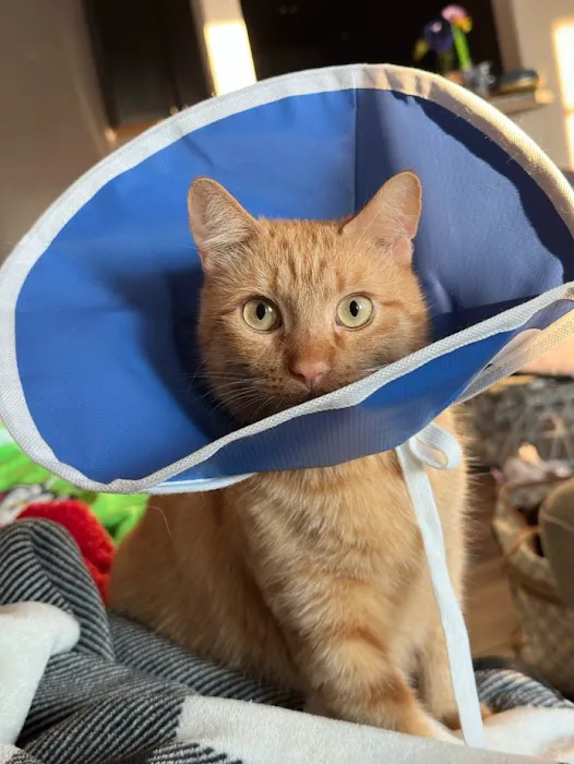 CityVet | Edmond Veterinary Clinic & Urgent Care Picture 9