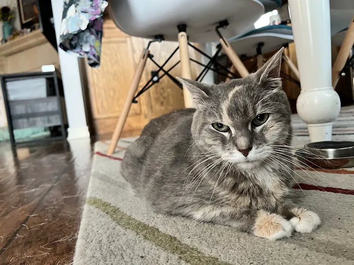 Paws at Peace Picture 1