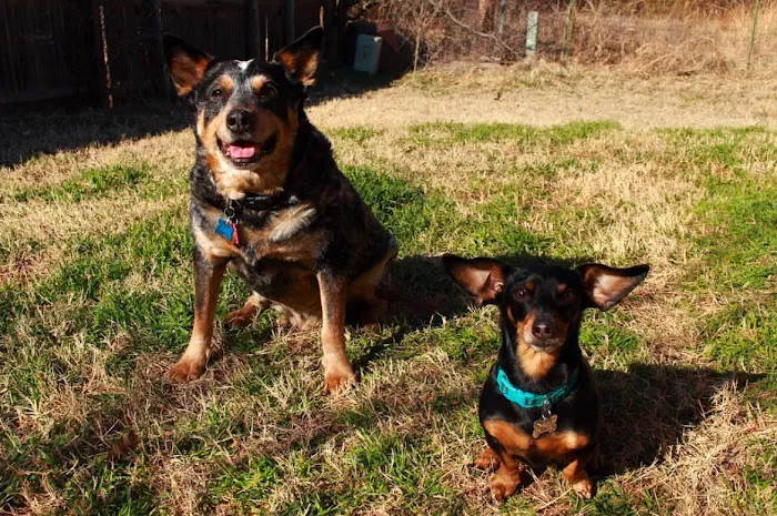 Paws at Peace Picture 2