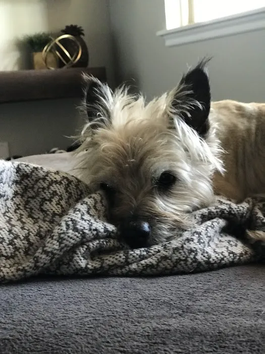 Paws at Peace Picture 6